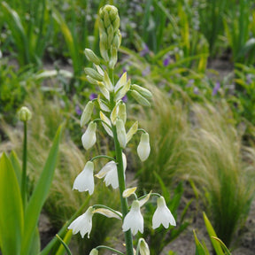 Galtonia candicans - Summer special bulbs - Fluwel