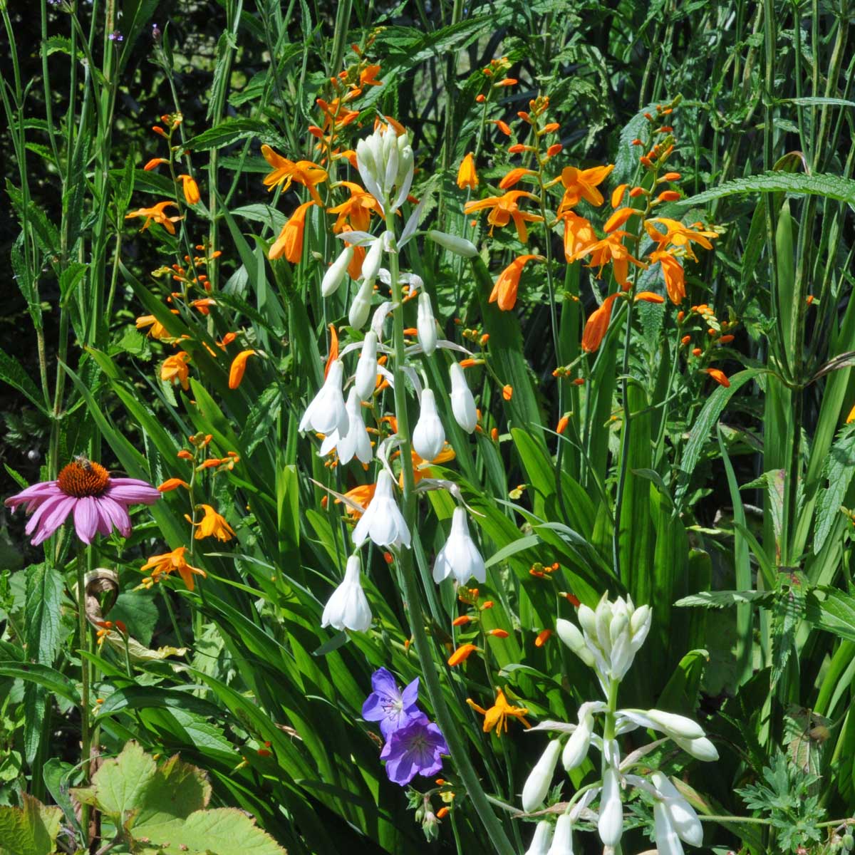 Galtonia candicans - witte galtonia - Fluwel