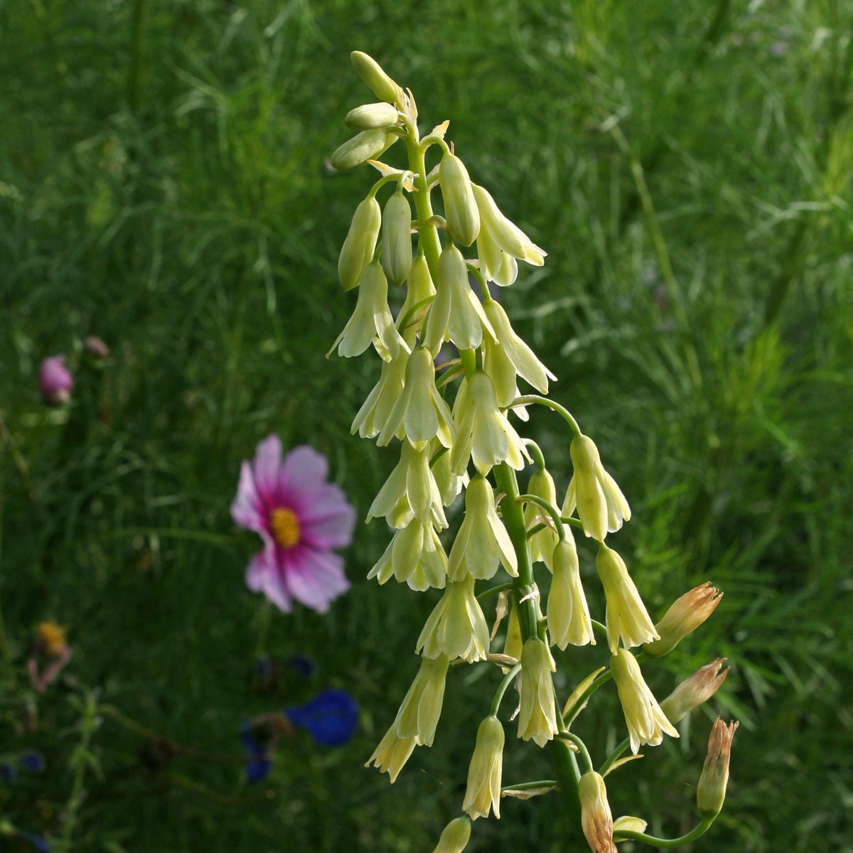 Galtonia viridiflora - Summer special bulbs - Fluwel