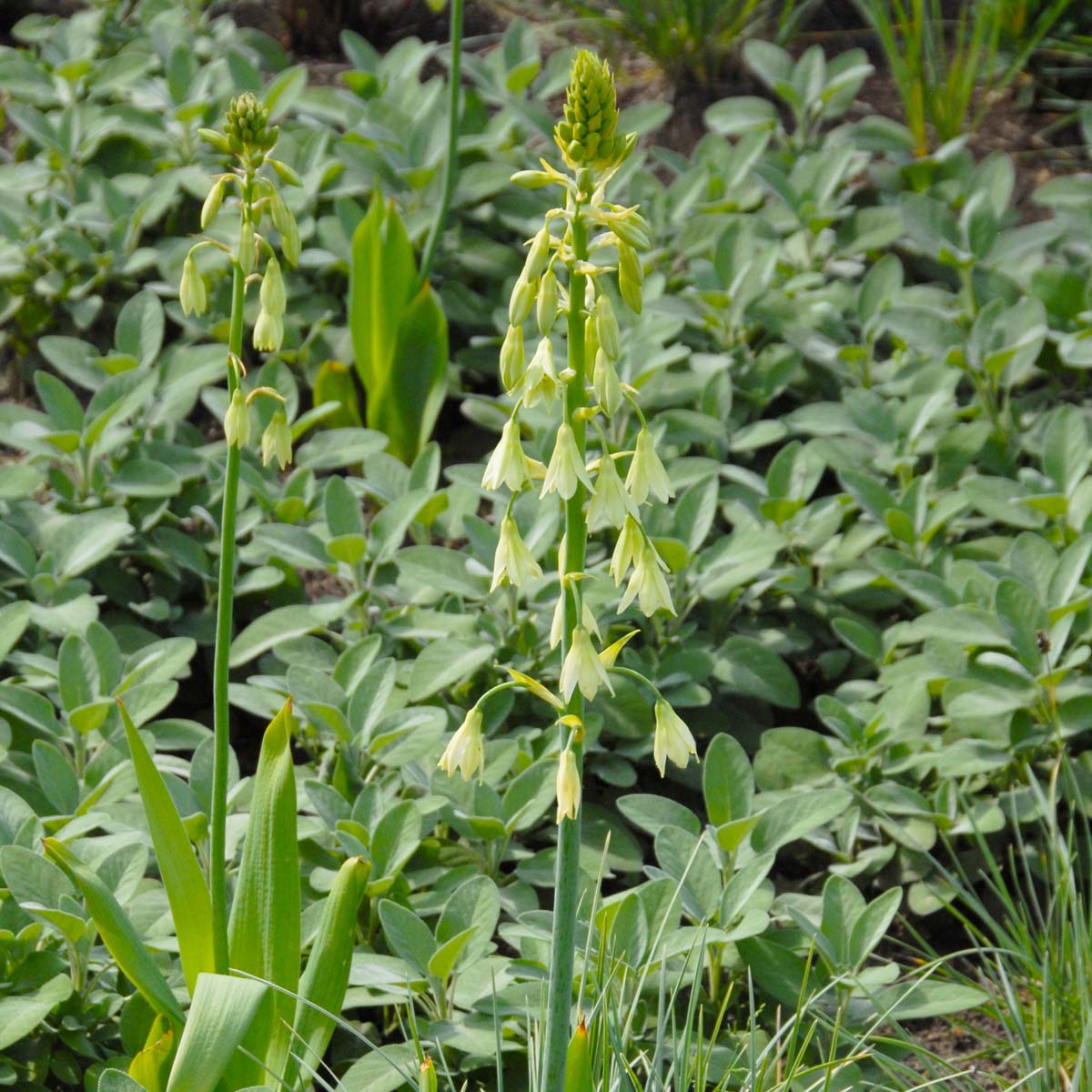 Galtonia viridiflora - Summer special bulbs - Fluwel