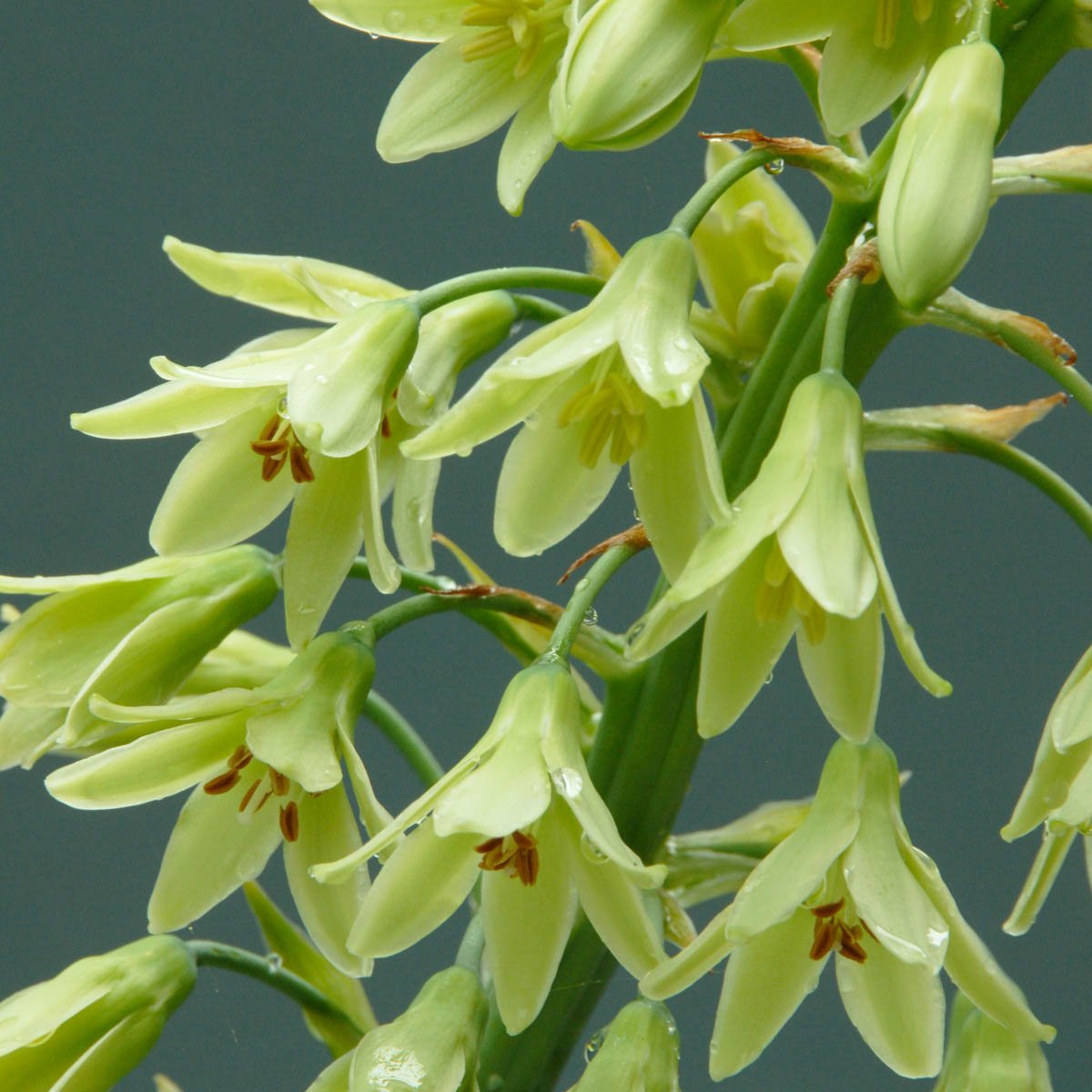 Galtonia viridiflora - Summer special bulbs - Fluwel
