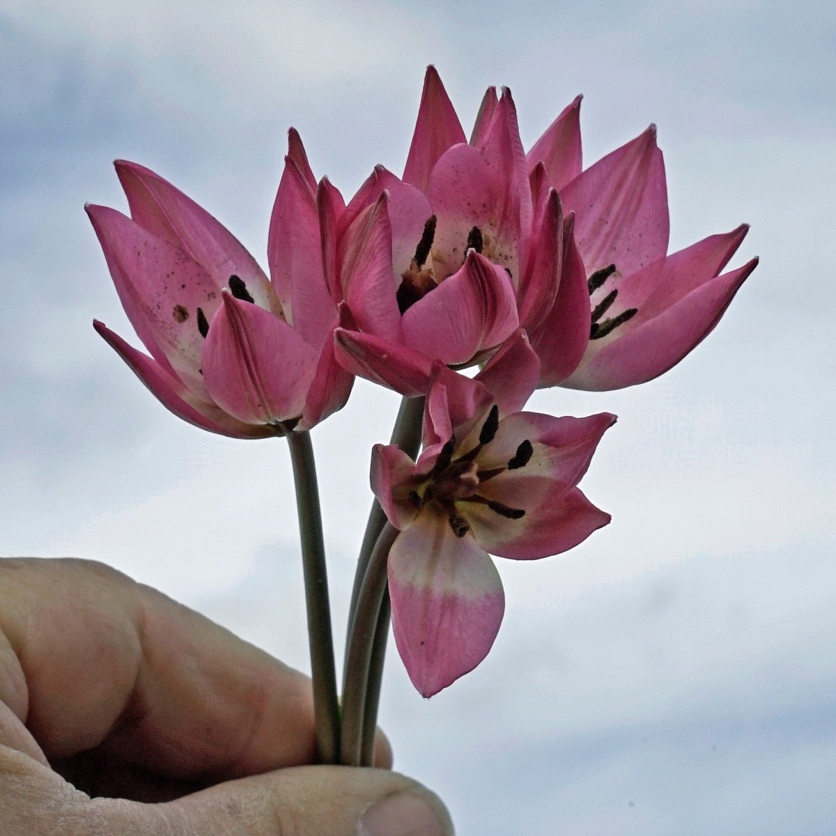 Garden of Clusius - Tulips - Fluwel