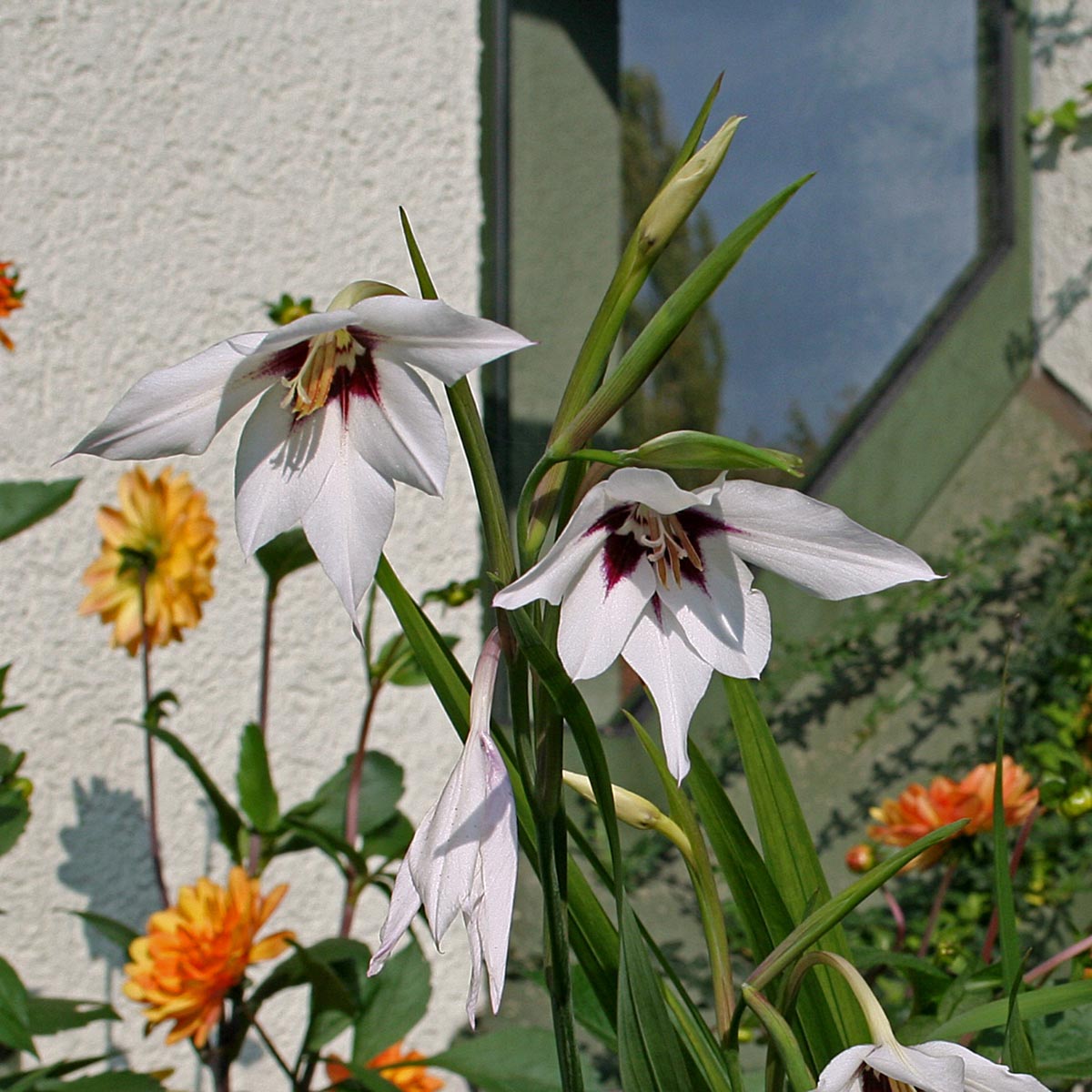 Gladiolus callianthus Murielae - Summer special bulbs - Fluwel
