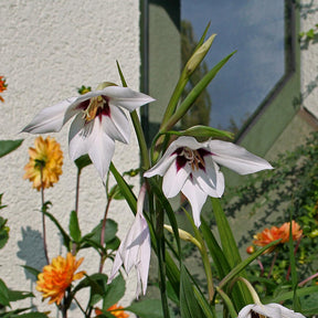 Gladiolus callianthus Murielae - Summer special bulbs - Fluwel