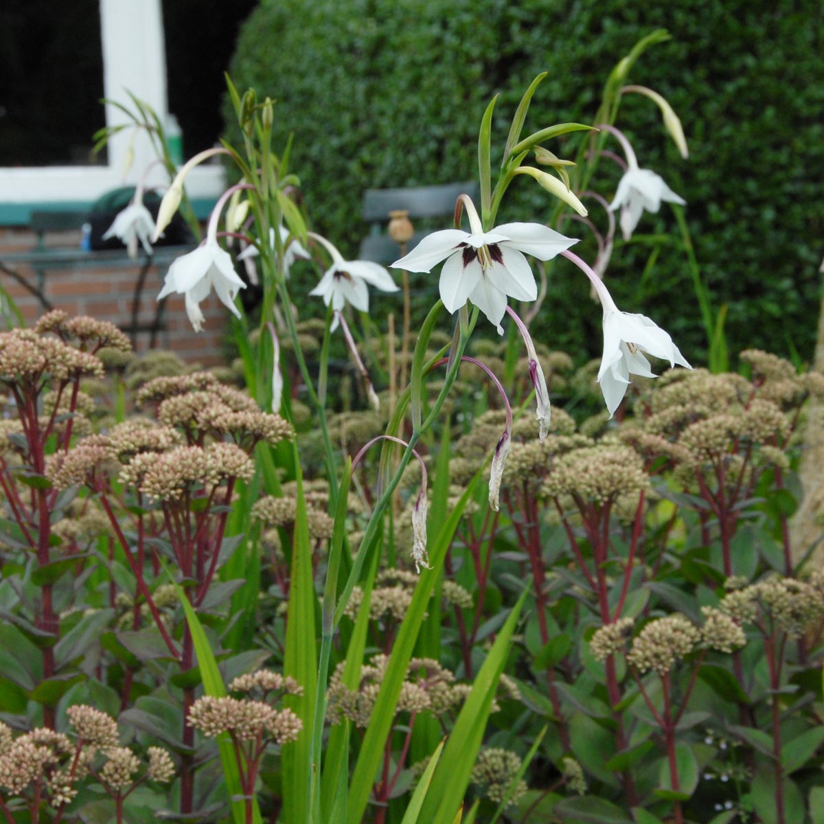 Gladiolus callianthus Murielae - Summer special bulbs - Fluwel