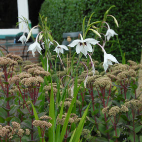 Gladiolus callianthus Murielae - Summer special bulbs - Fluwel