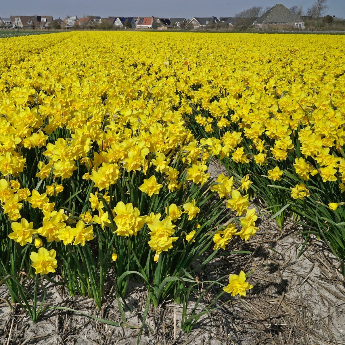 Golden Delicious - gele Double narcis - Fluwel