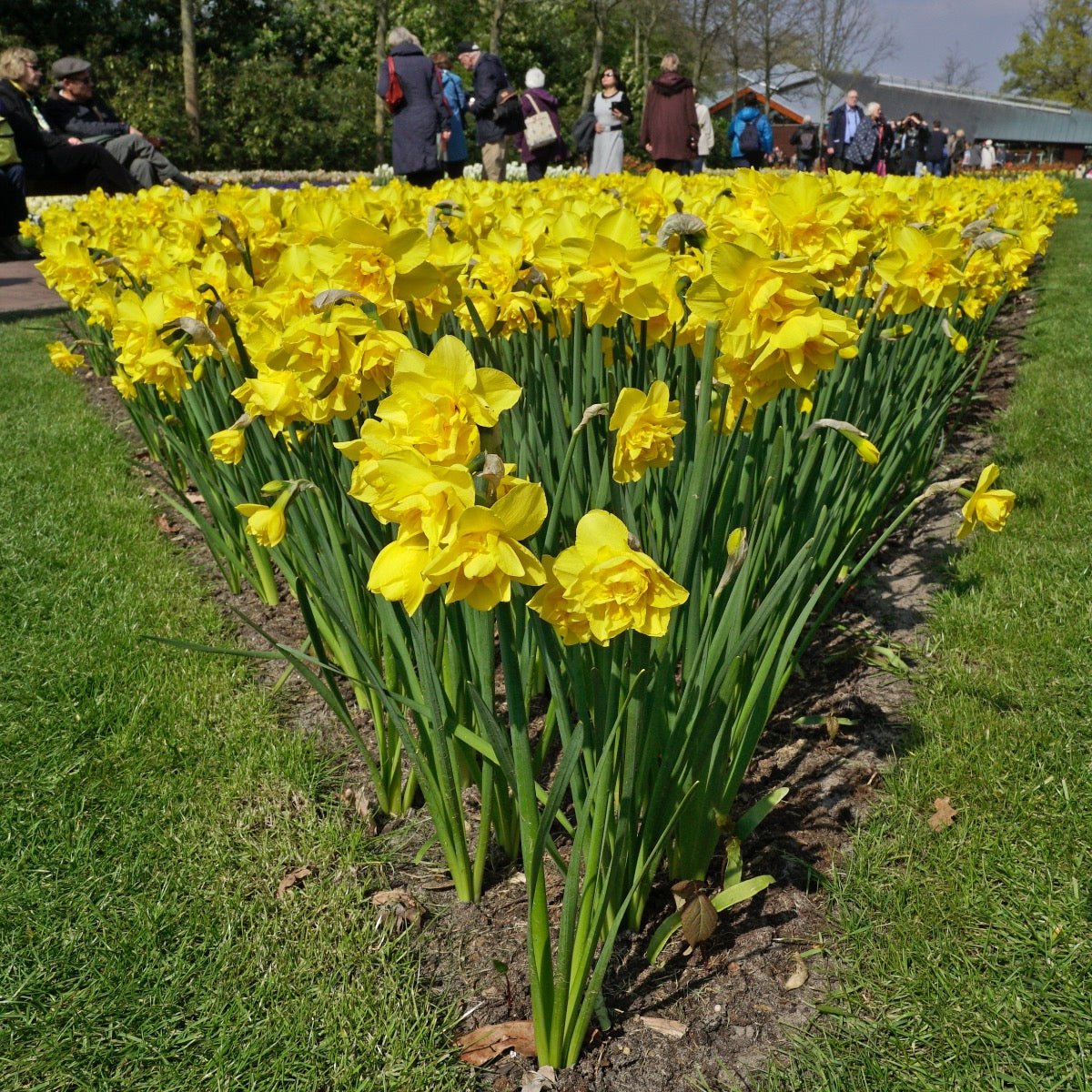 Golden Delicious - gele Double narcis - Fluwel