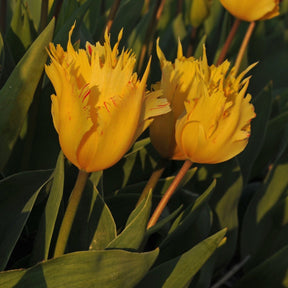 Golden Leo - Tulips - Fluwel