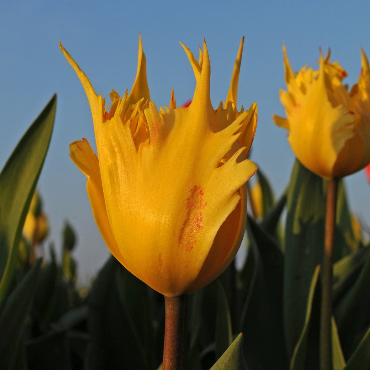 Golden Leo - Tulips - Fluwel