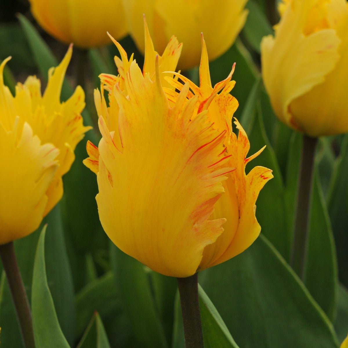 Golden Leo - Tulips - Fluwel