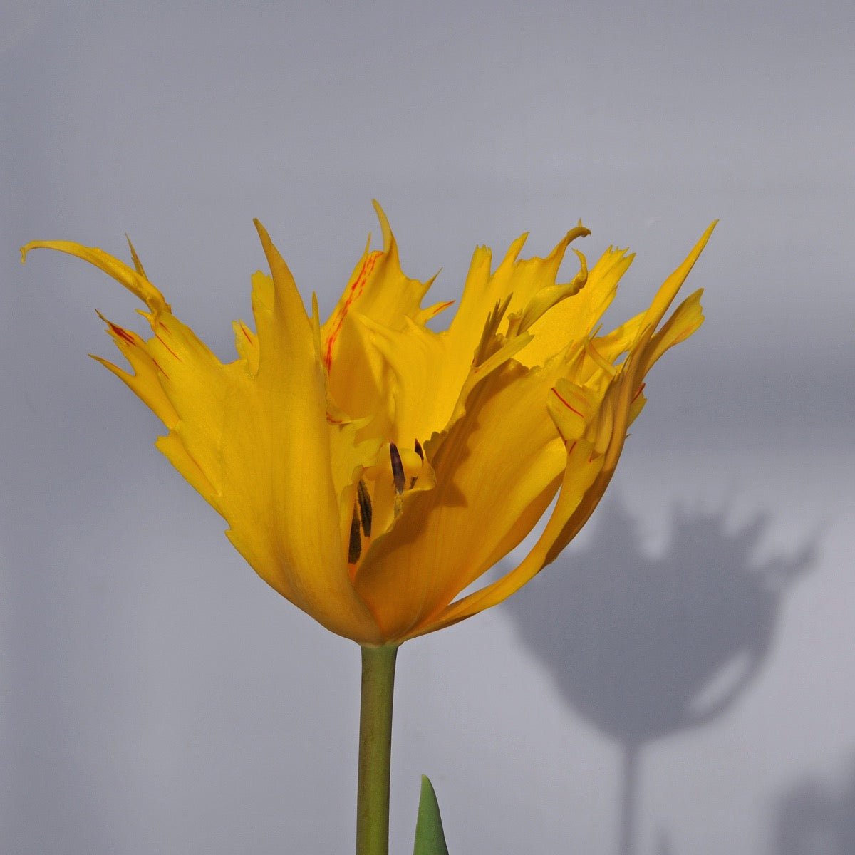 Golden Leo - Tulips - Fluwel