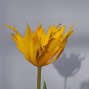 Golden Leo - Tulips - Fluwel