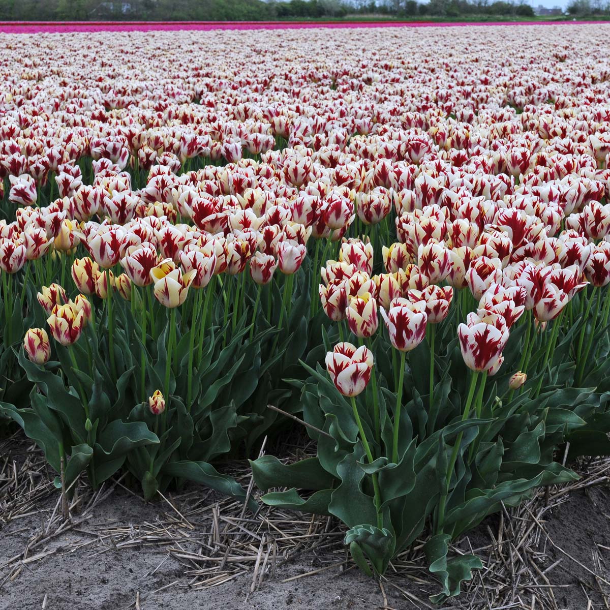 Grand Perfection - Tulips - Fluwel