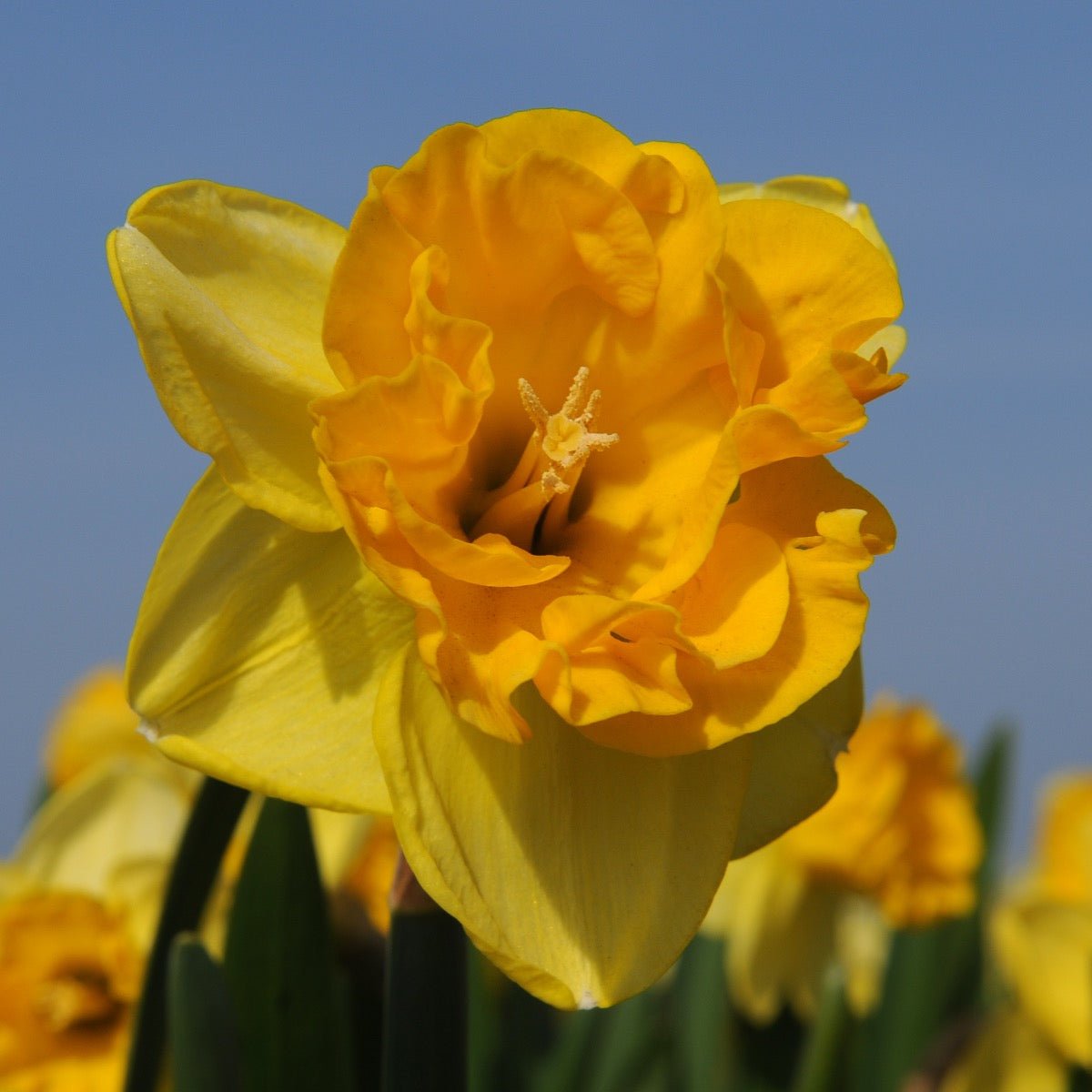 Gringo - gele narcis - Fluwel