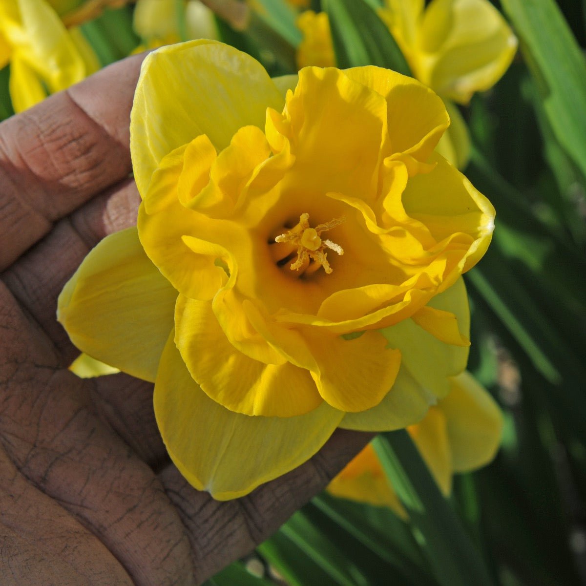 Gringo - Special Narcissus - Fluwel