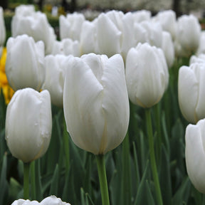 Hakuun - Tulips - Fluwel