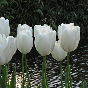 Hakuun - Tulips - Fluwel