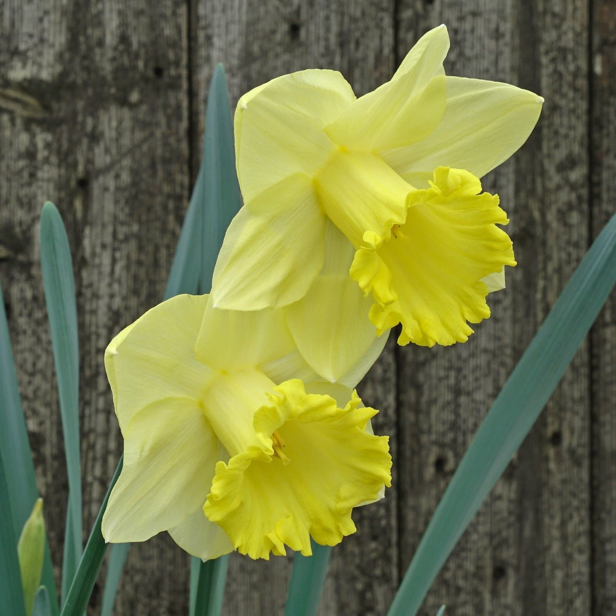 Hello Sunshine - Narcissus - Fluwel