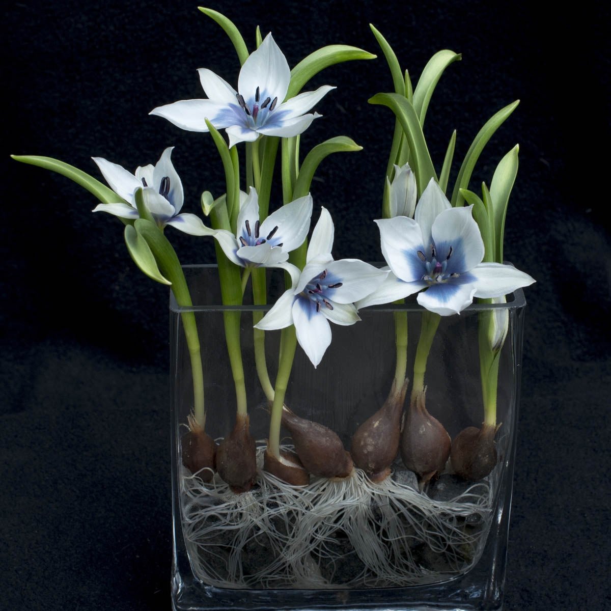 humilis Alba Coerulea Oculata - Tulips - Fluwel