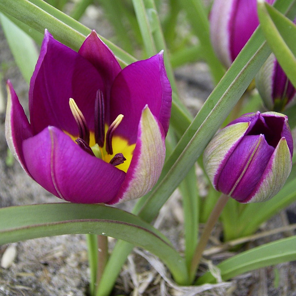 humilis Persian Pearl - Tulips - Fluwel