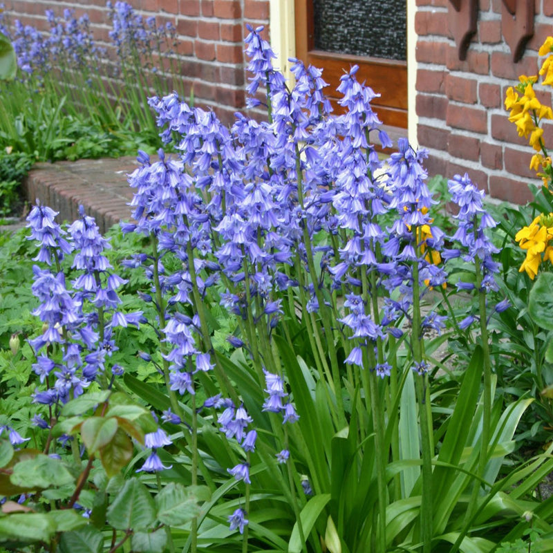 Hyacinthoides (Glockenblumen)