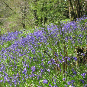 Hyacinthoides non - scripta - Spring specialty bulbs - Fluwel