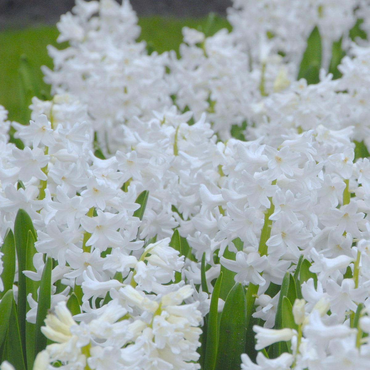 Hyacinthus Aiolos - Hyacinths - Fluwel