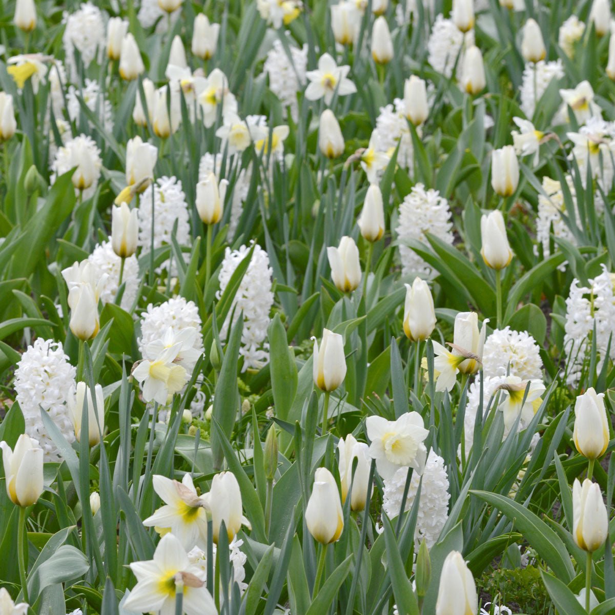 Hyacinthus Aiolos - witte hyacint - Fluwel