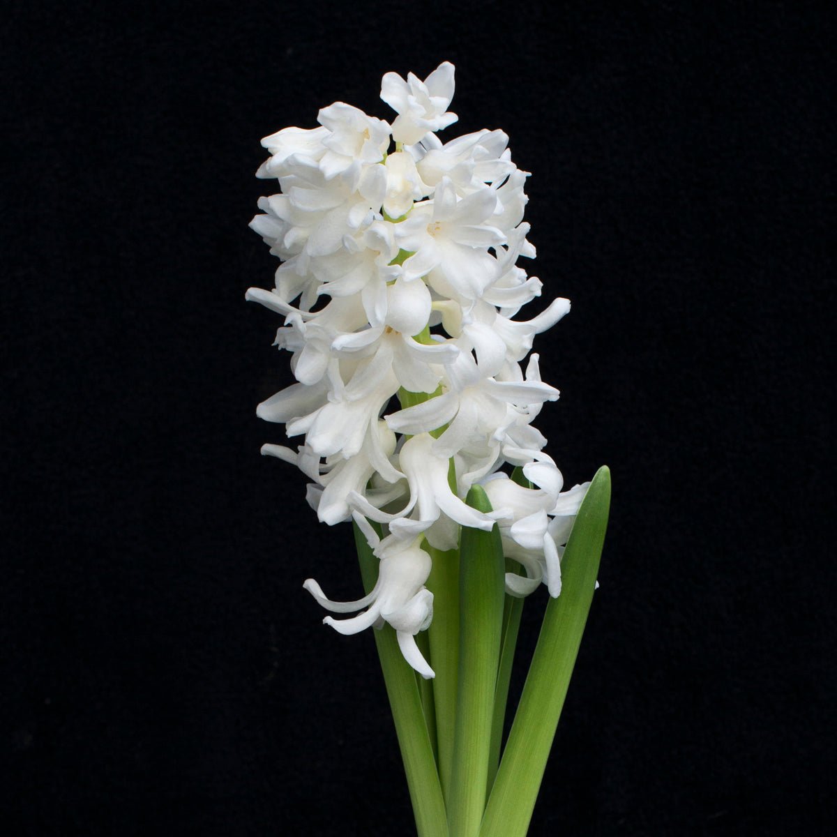 Hyacinthus Aiolos - witte hyacint - Fluwel
