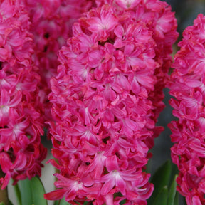 Hyacinthus Jan Bos - Hyacinths - Fluwel