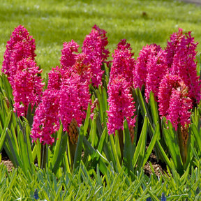 Hyacinthus Jan Bos - Hyacinths - Fluwel