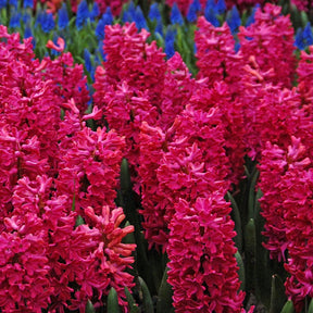 Hyacinthus Jan Bos - Hyacinths - Fluwel