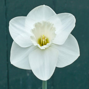 I Love You - Special Narcissus - Fluwel