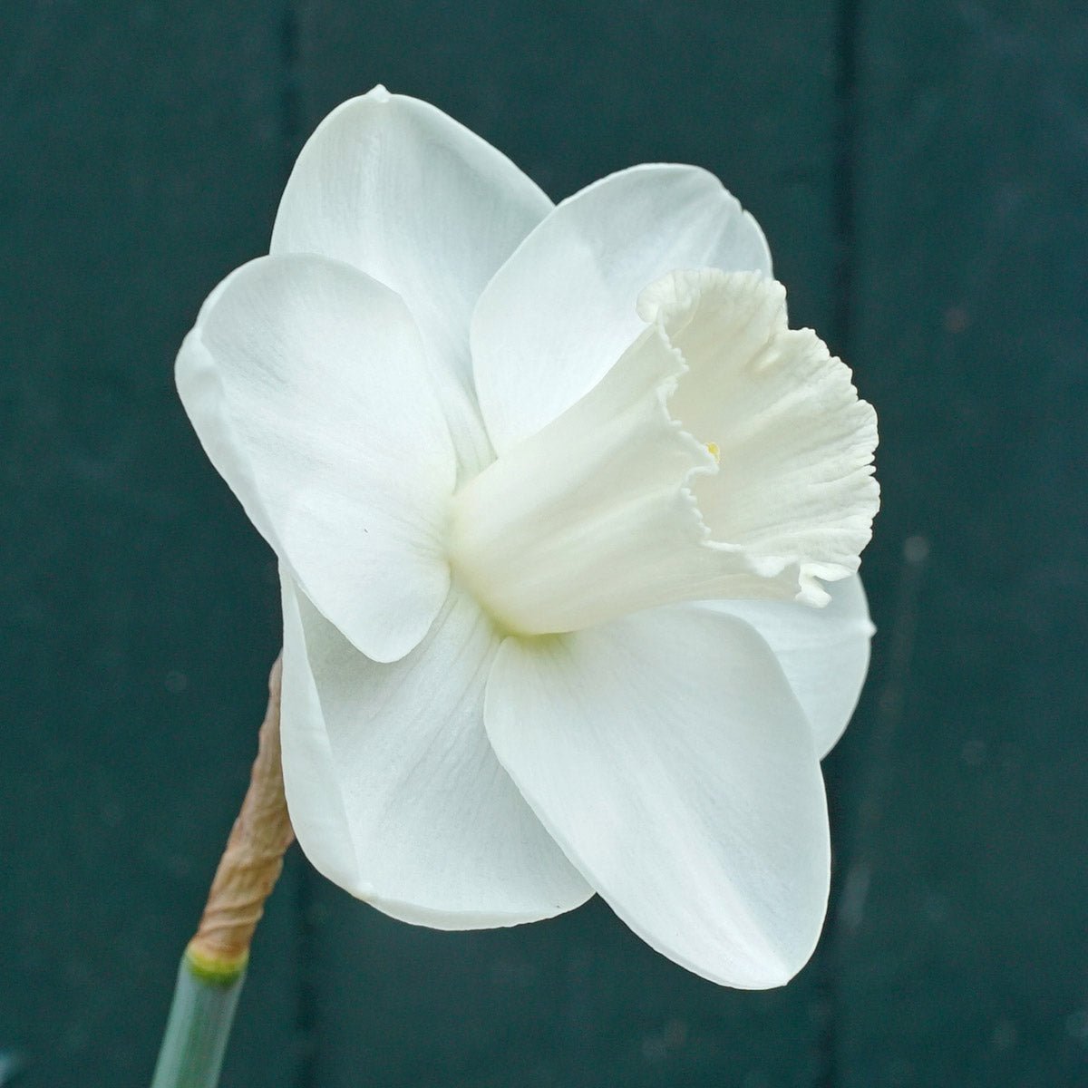 I Love You - witte Large-cupped narcis - Fluwel