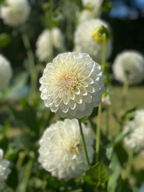 Dahlie Snow Cap