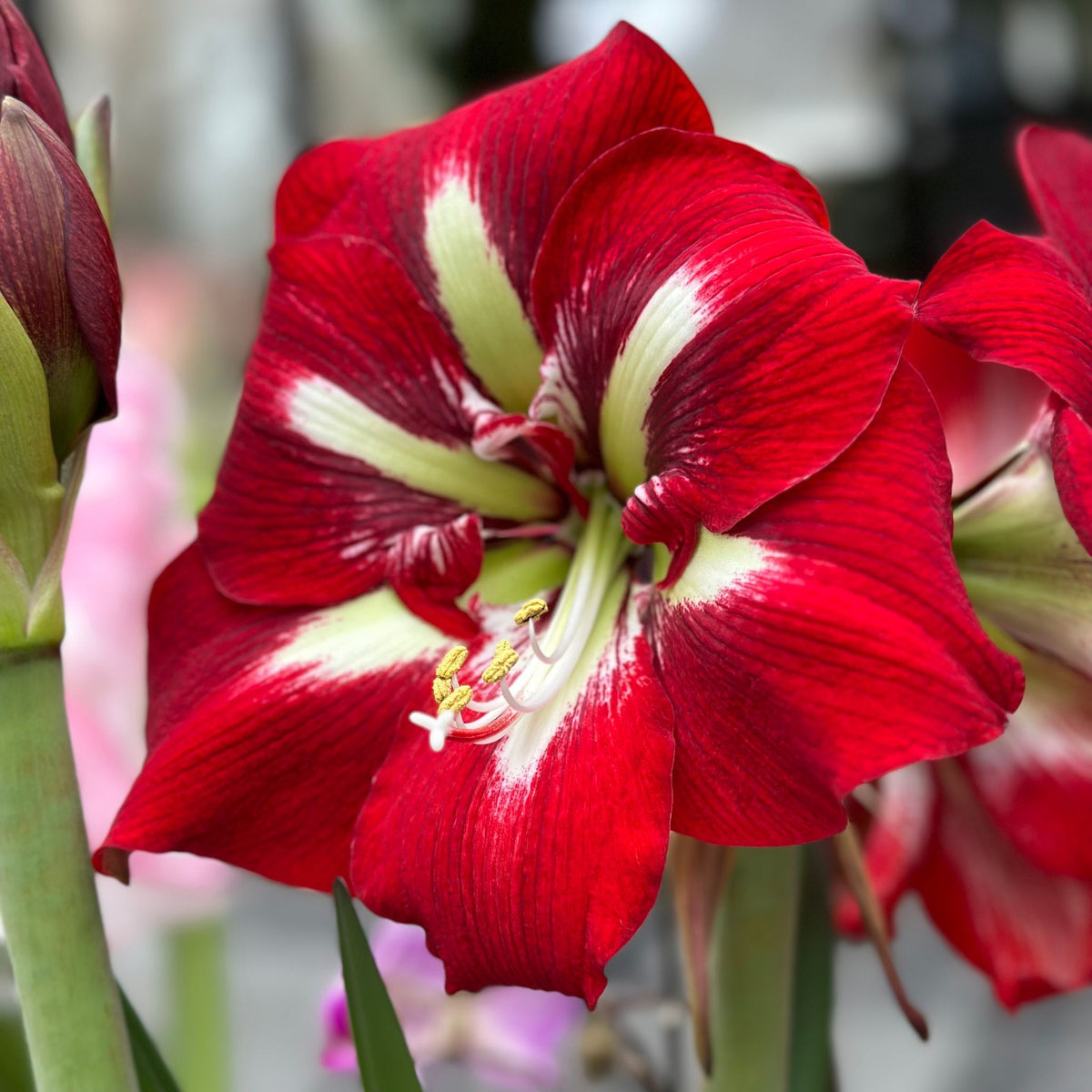 Amaryllis Barbados