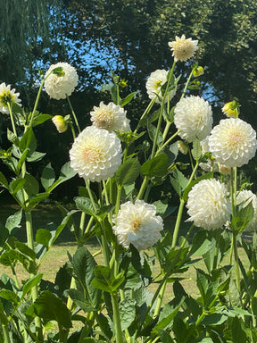 Dahlie Snow Cap