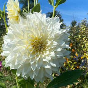 Dahlie Café au Lait Supreme