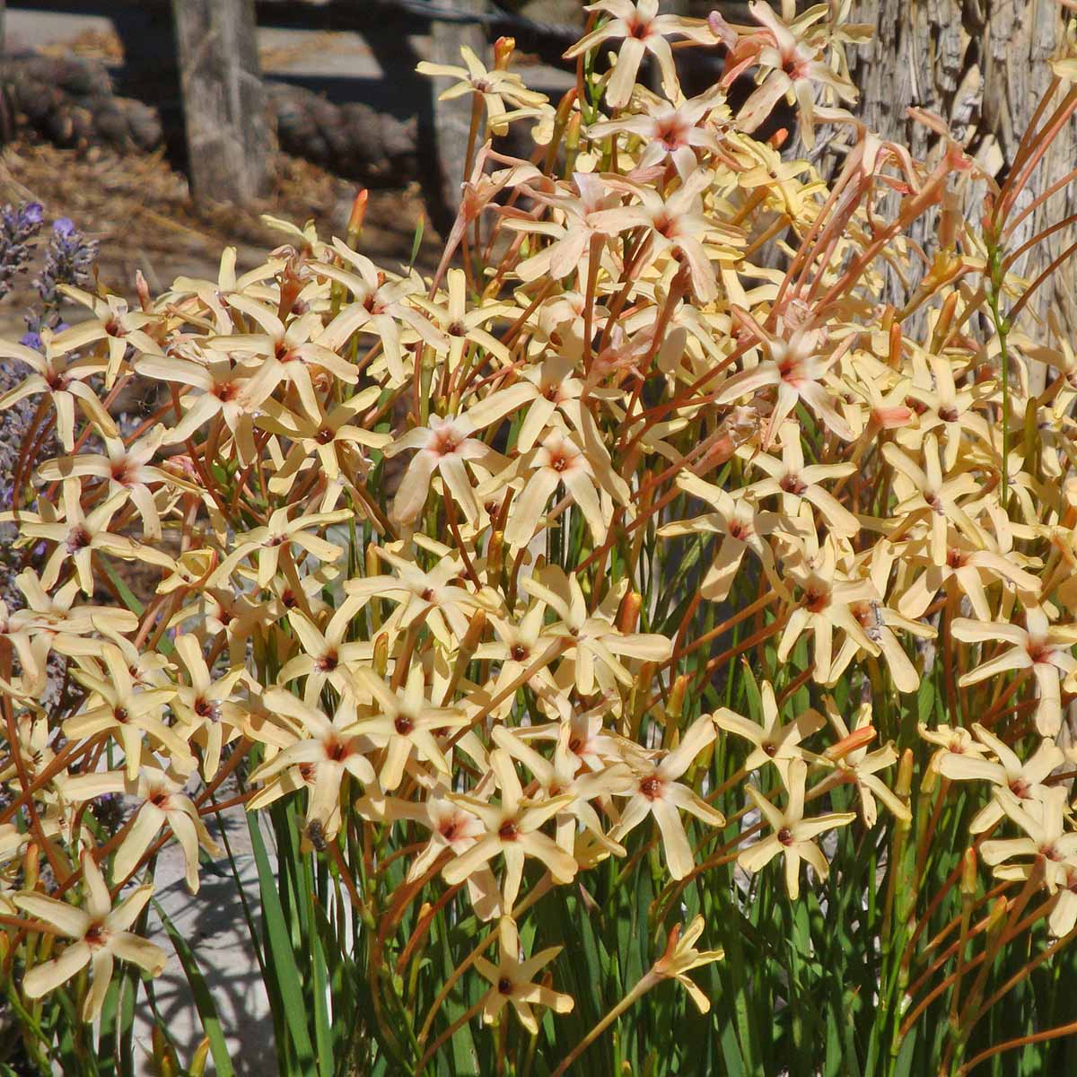 Ixia paniculata Eos - Spring specialty bulbs - Fluwel