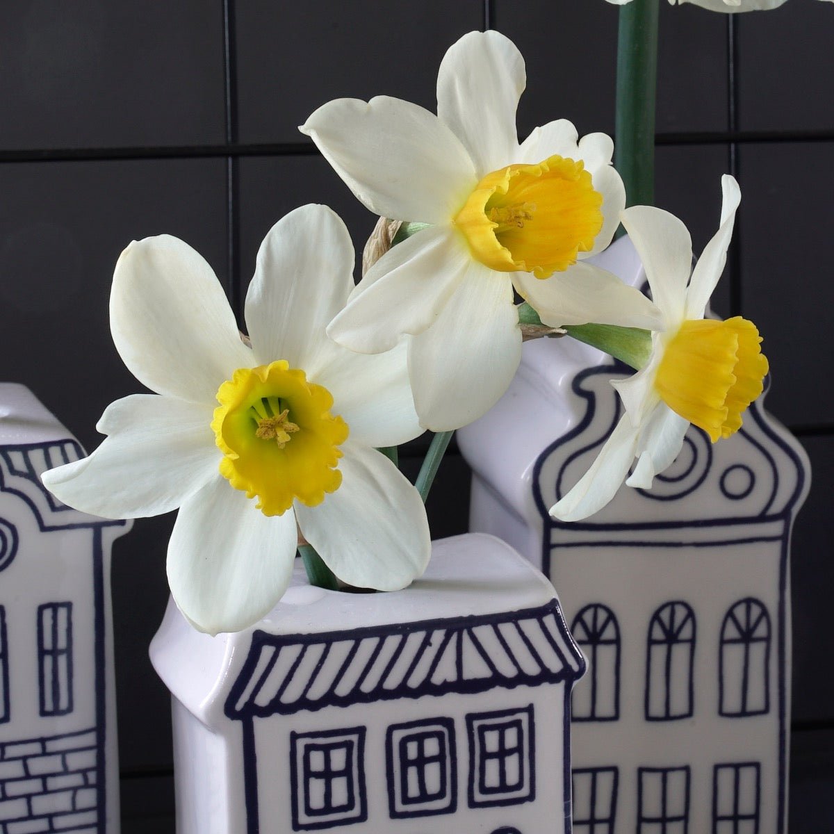 Jack Sparrow - Narcissus - Fluwel