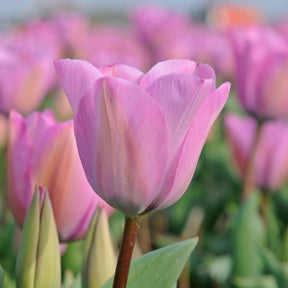 Janis Joplin - Tulips - Fluwel