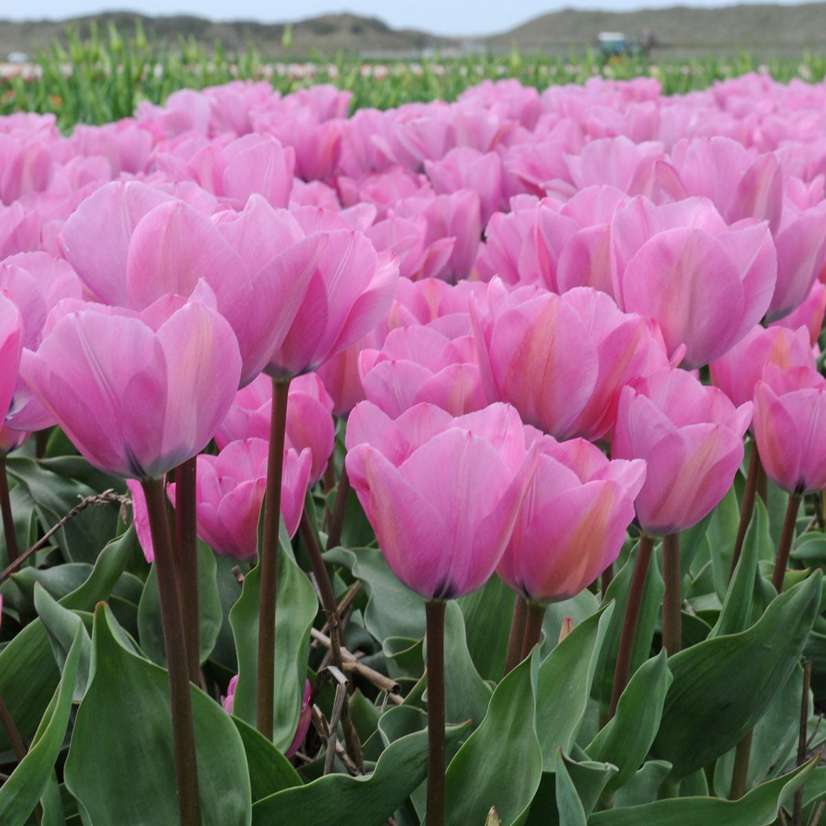 Janis Joplin - Tulips - Fluwel