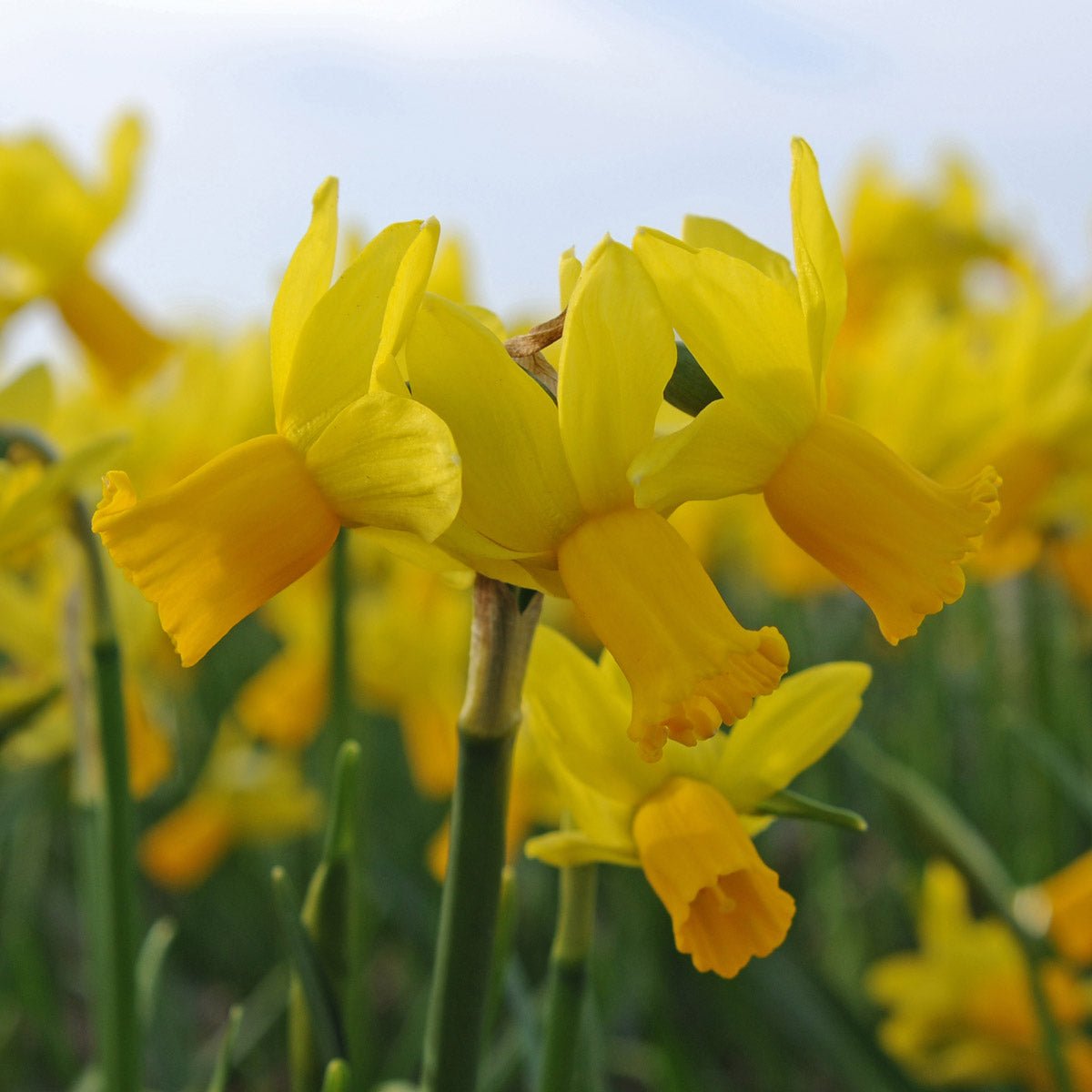 Jumblie - gele narcis - Fluwel