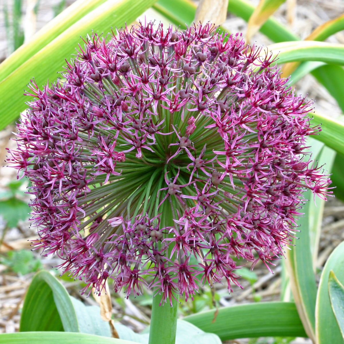 Allium Red Giant