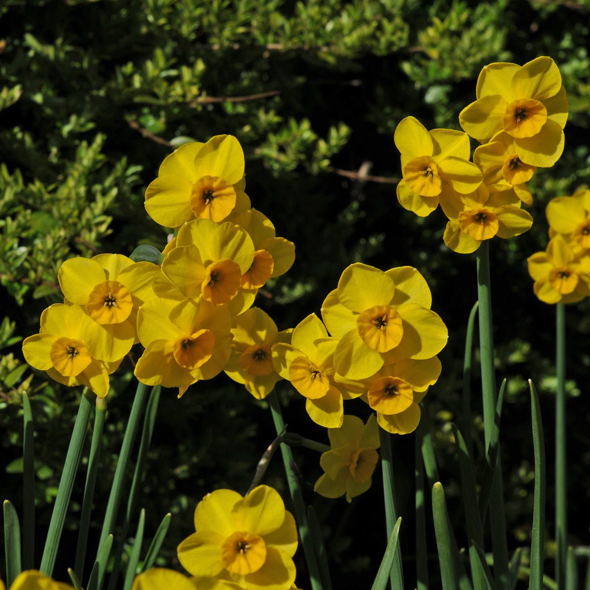 Kokopelli - Narcissus - Fluwel