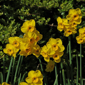 Kokopelli - Narcissus - Fluwel