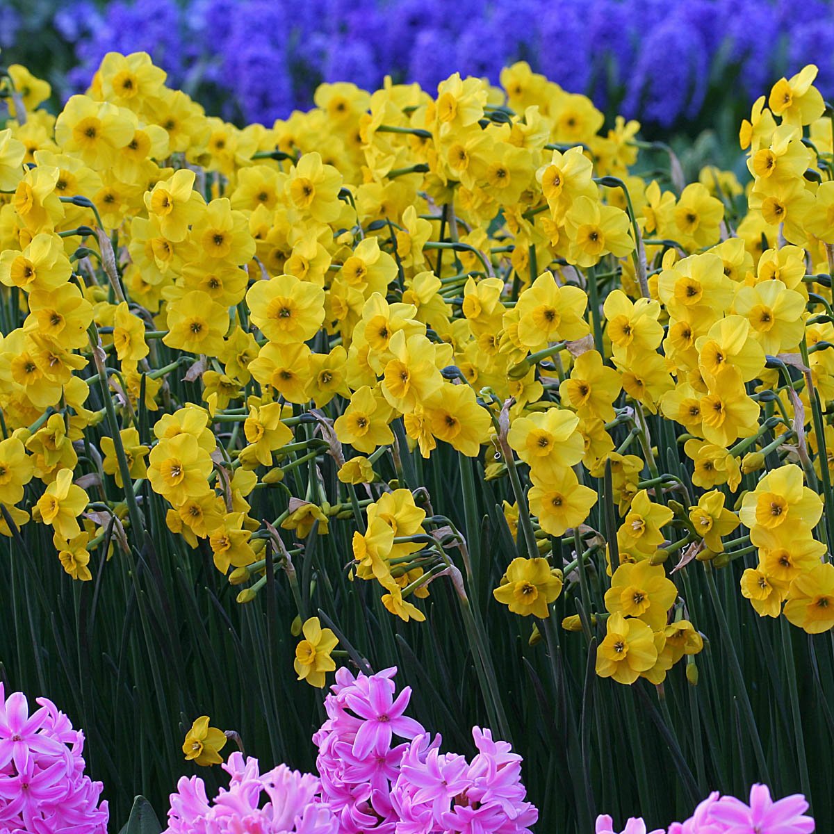 Kokopelli - Narcissus - Fluwel