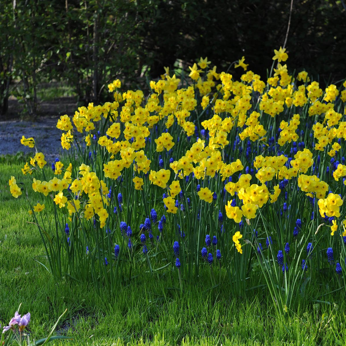 Kokopelli - Narcissus - Fluwel