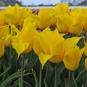 La Perla - Tulips - Fluwel